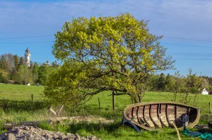 Tree på Jomfruland